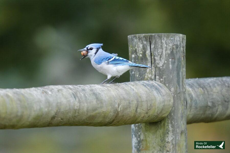 A blue jay perched on a wooden fence.