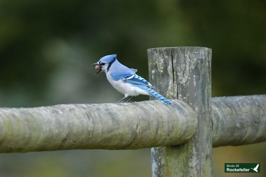 A blue jay is perched on a wooden fence.