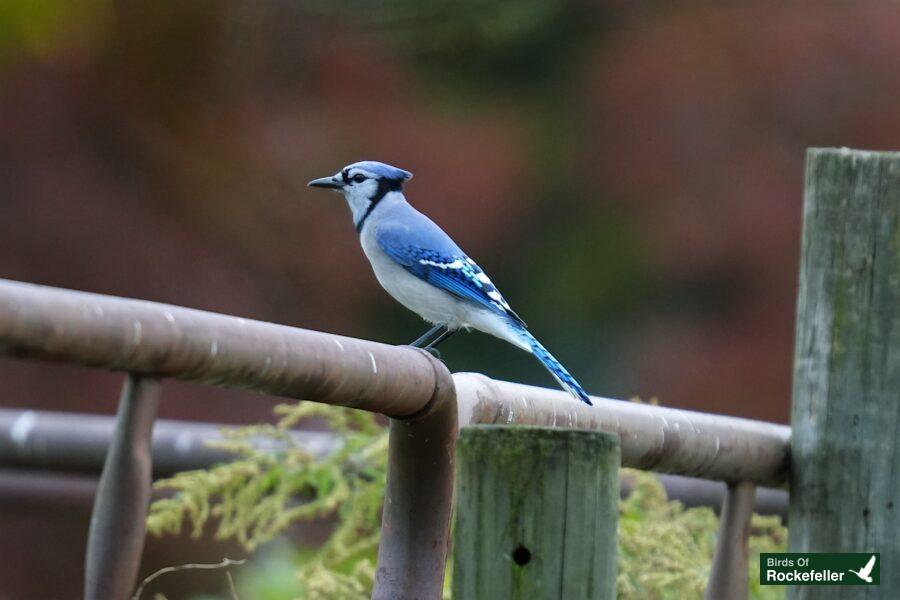 A blue jay is perched on a metal fence.