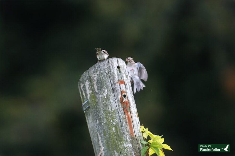 Two birds perched on top of a wooden post.