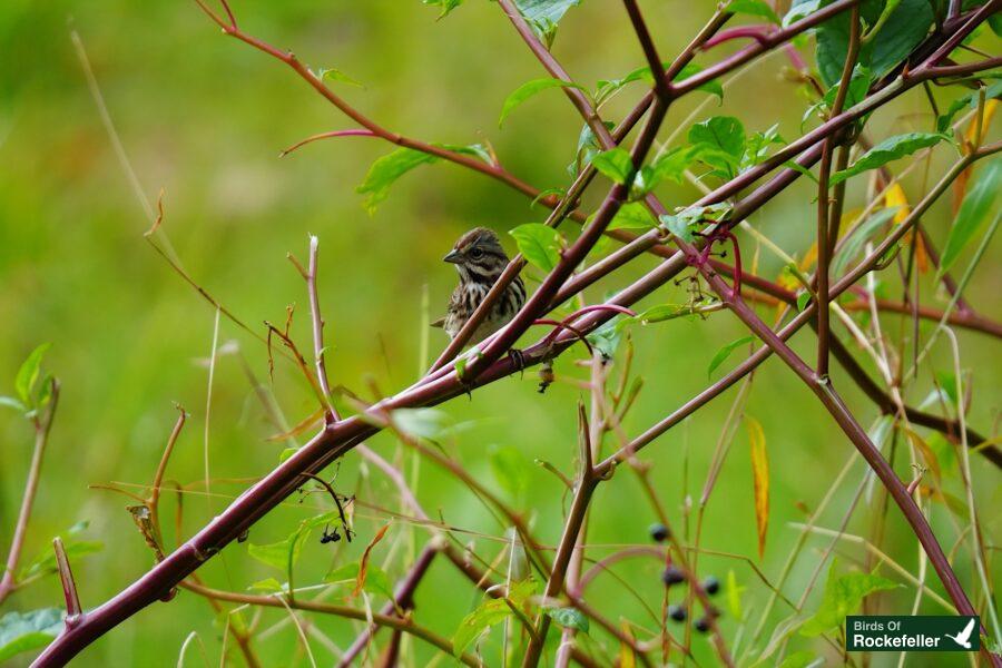 A small bird perched on a branch.