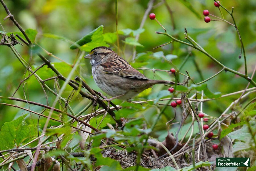 A small bird perched on a branch with berries.