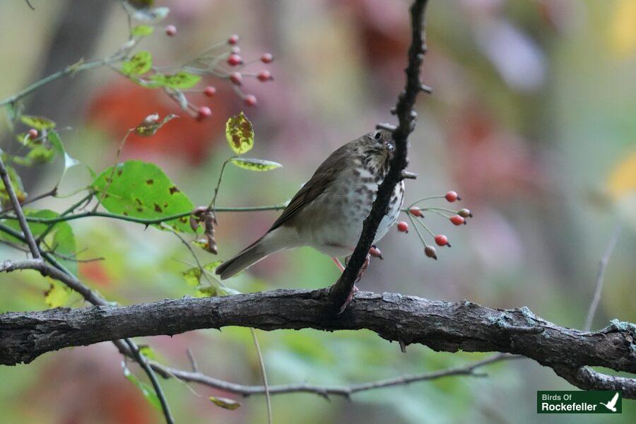 A small bird perched on a branch with berries.