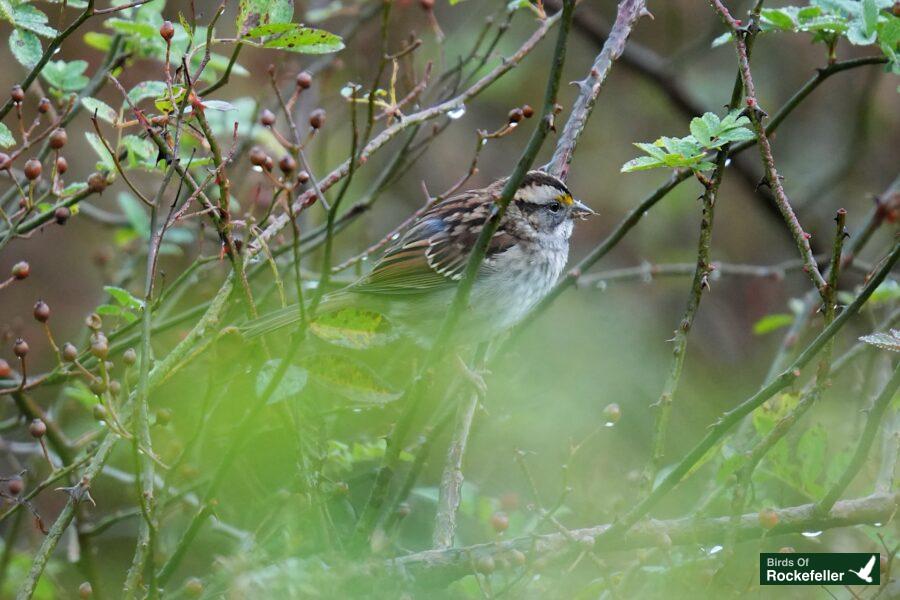 A small bird perched on a branch with leaves.