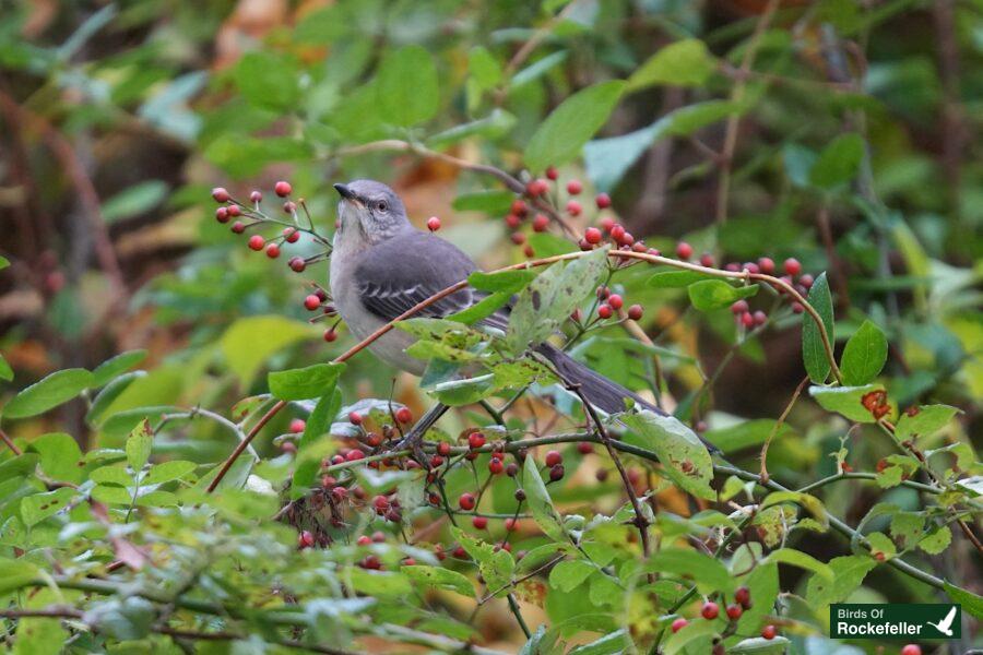 A gray bird perched on a bush with red berries.