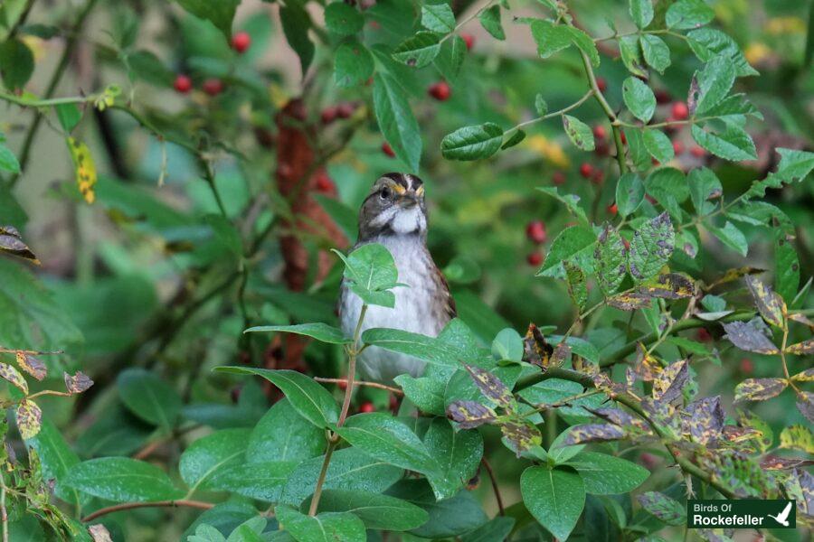 A small bird perched on a bush with berries.