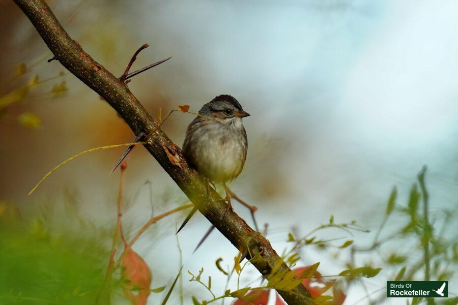 A small bird perched on a branch.