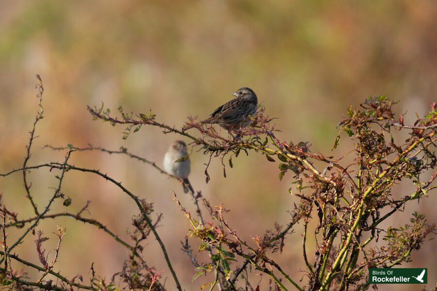 Two birds sitting on top of a branch.