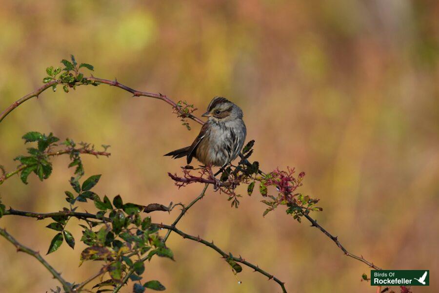 A small bird perched on a branch in a field.