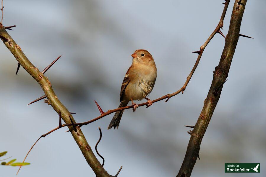 A bird perched on a branch with thorns.