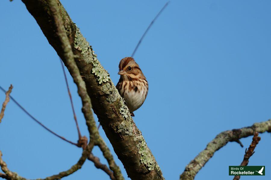 A bird perched on a tree branch.