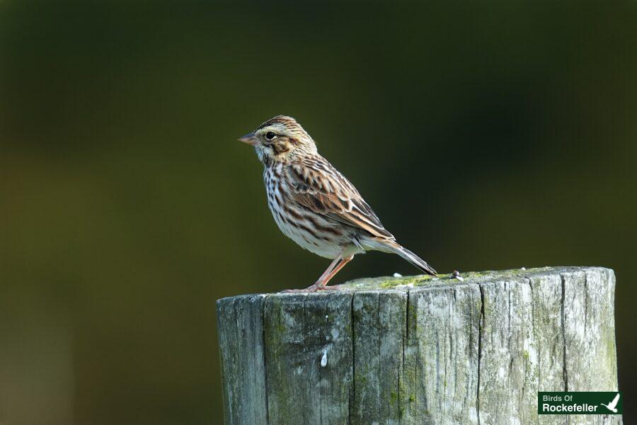 A small bird sits on top of a wooden post.