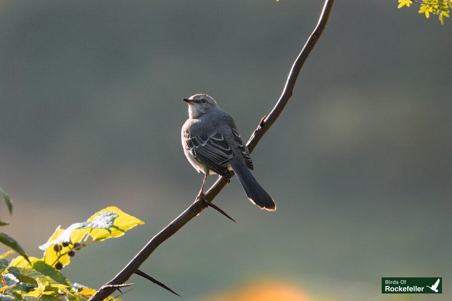 A gray bird perched on a branch.