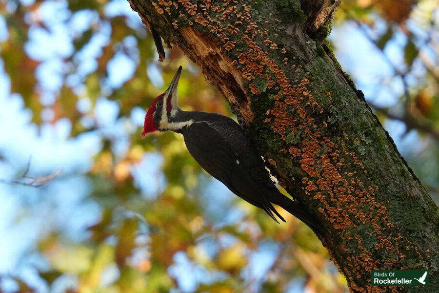 A red and black woodpecker perched on a tree branch.