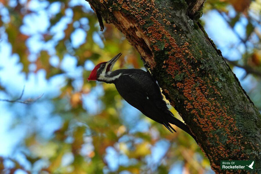 A bird perched on a tree trunk.