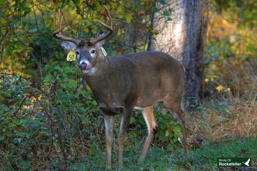 A white tailed deer standing in the woods.