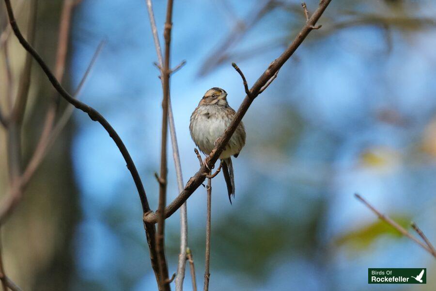 A small bird perched on a bare tree branch.