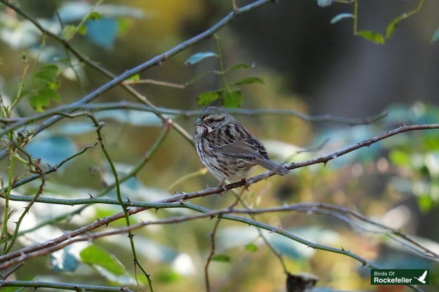 A small bird is sitting on a branch.