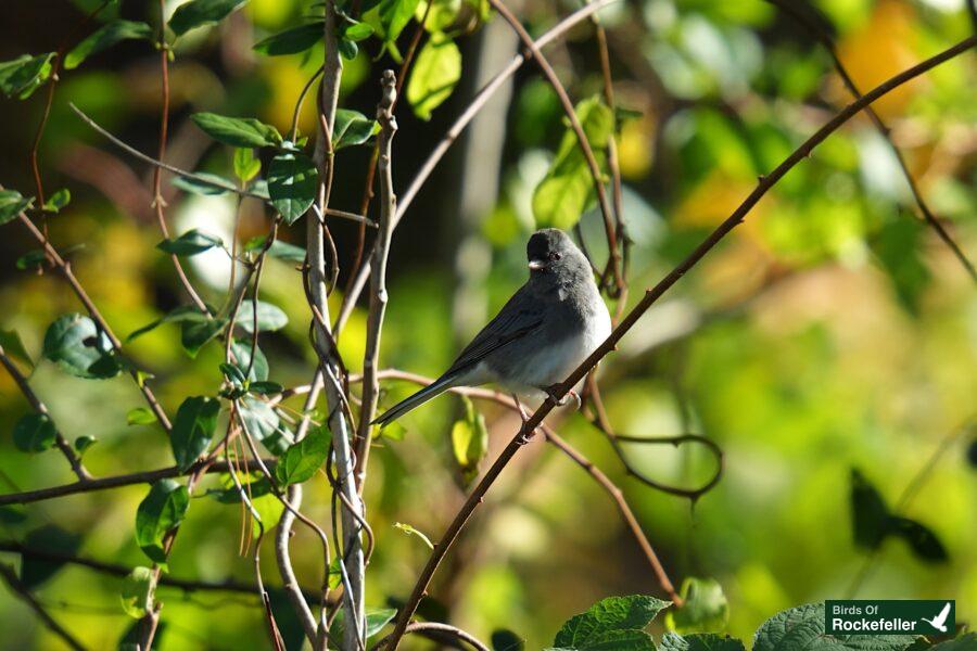 A bird is sitting on a branch in a tree.