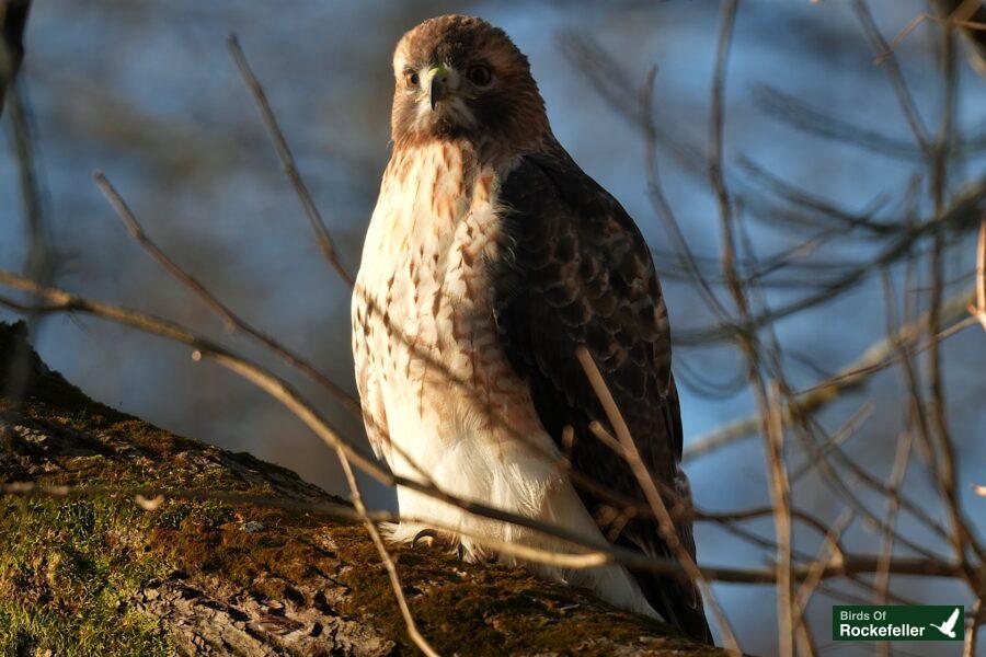 A red tailed hawk perched on a tree branch.