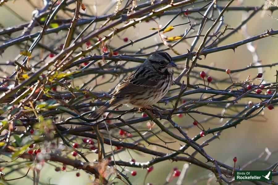 A small bird perched on a branch with berries.