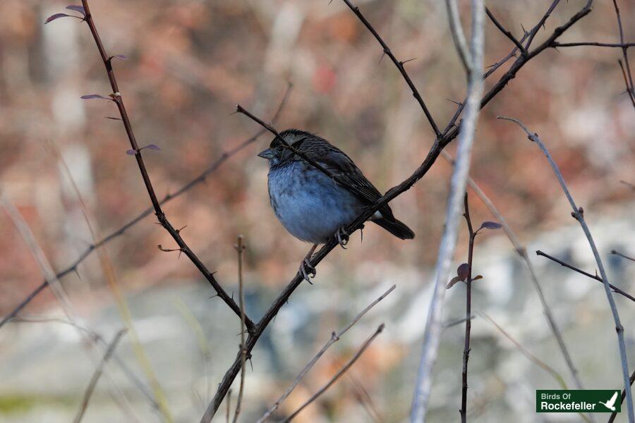 A small bird is sitting on a branch.