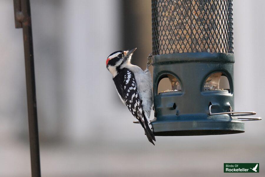 A woodpecker perched on a bird feeder.