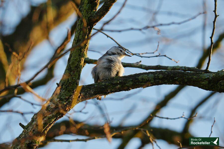 A bird perched on a tree branch.