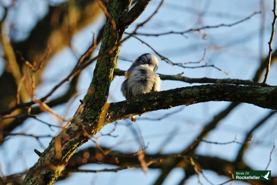 A bird perched on a tree branch.