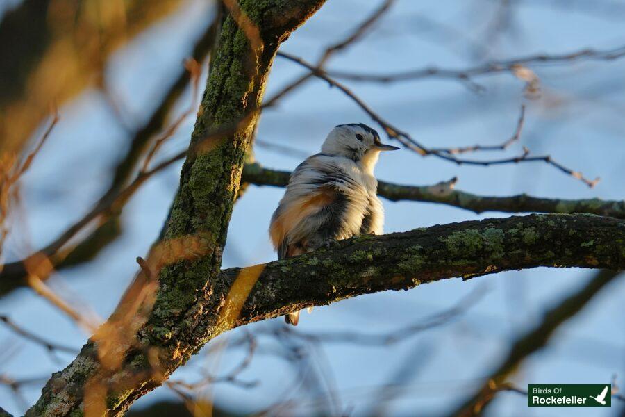 A bird perched on a tree branch.