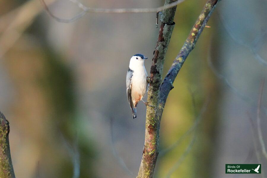 A small bird perched on a branch in the woods.