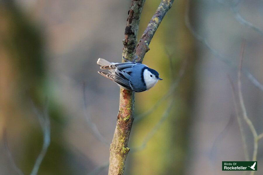 A small bird perched on a branch in the woods.