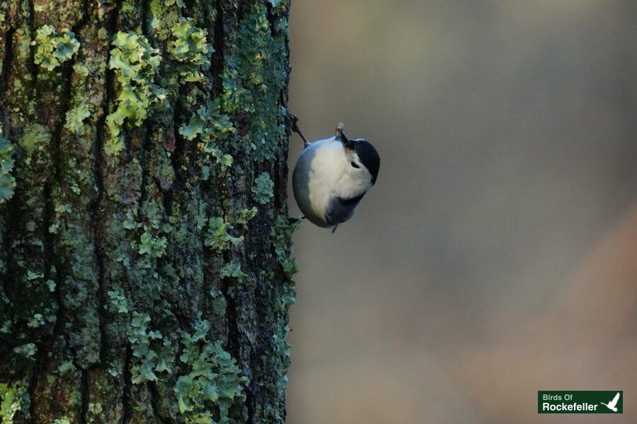 A small bird is perched on the side of a tree.