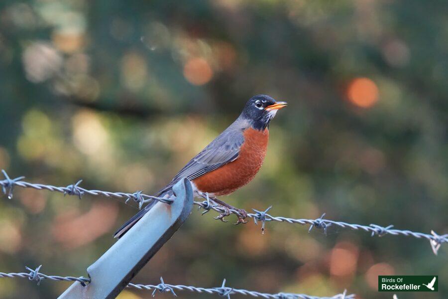 A robin perched on a barbed wire fence.