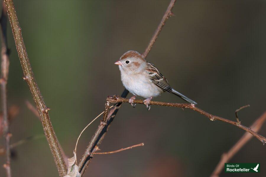 A small bird perched on a twig.