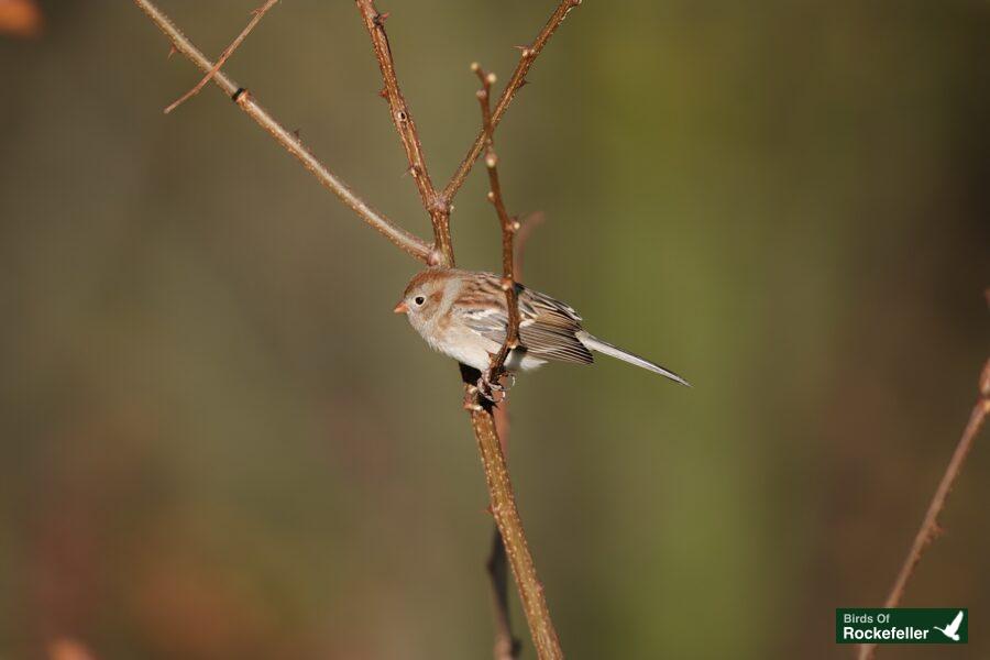 A small bird perched on a twig.