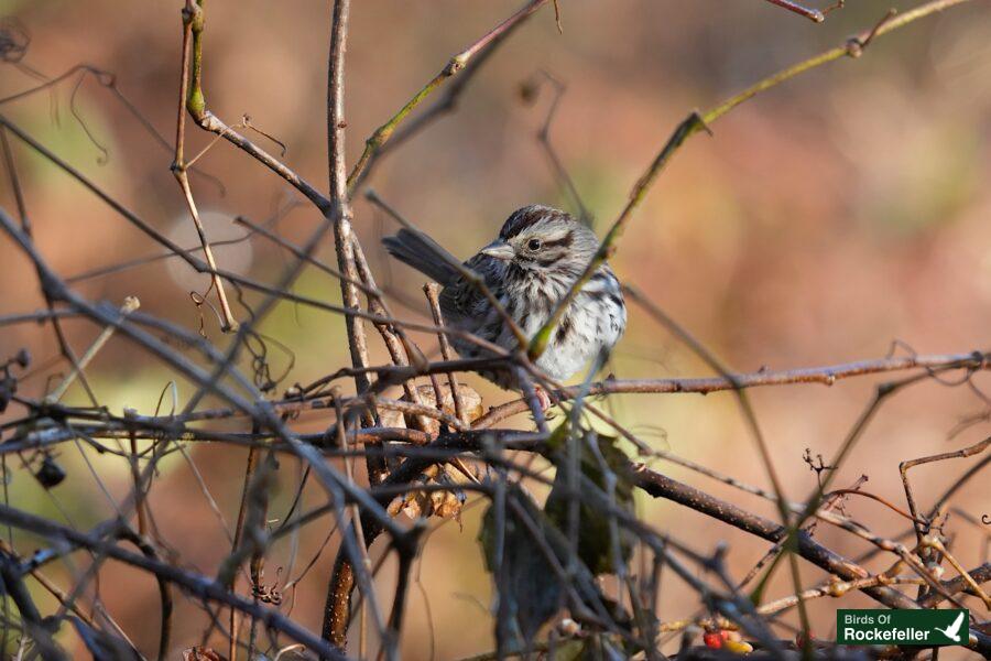 A small bird perched on a branch.