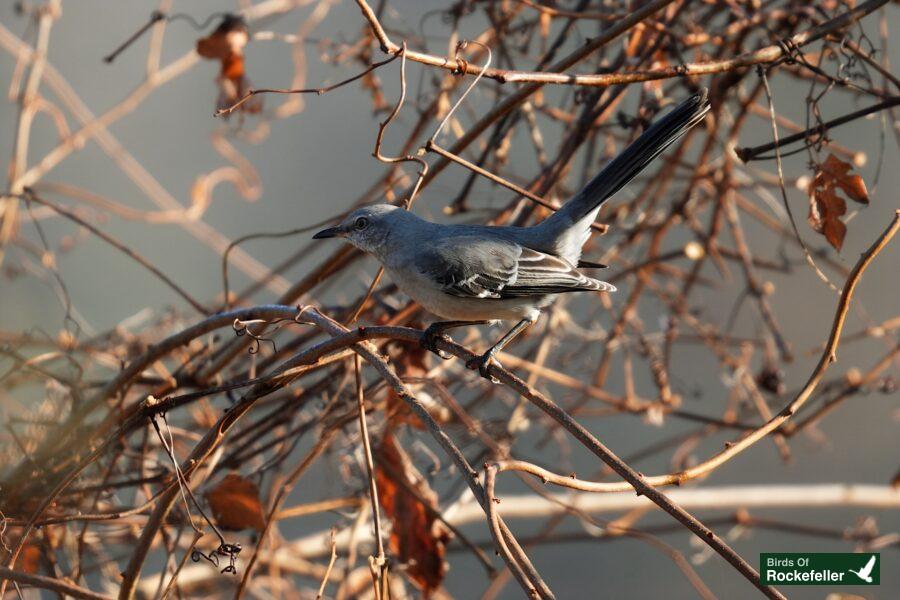 A gray bird is perched on a branch.