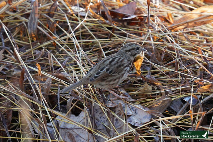 A bird is standing in a field of dry grass.