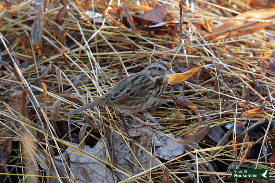 A bird is standing in the grass.