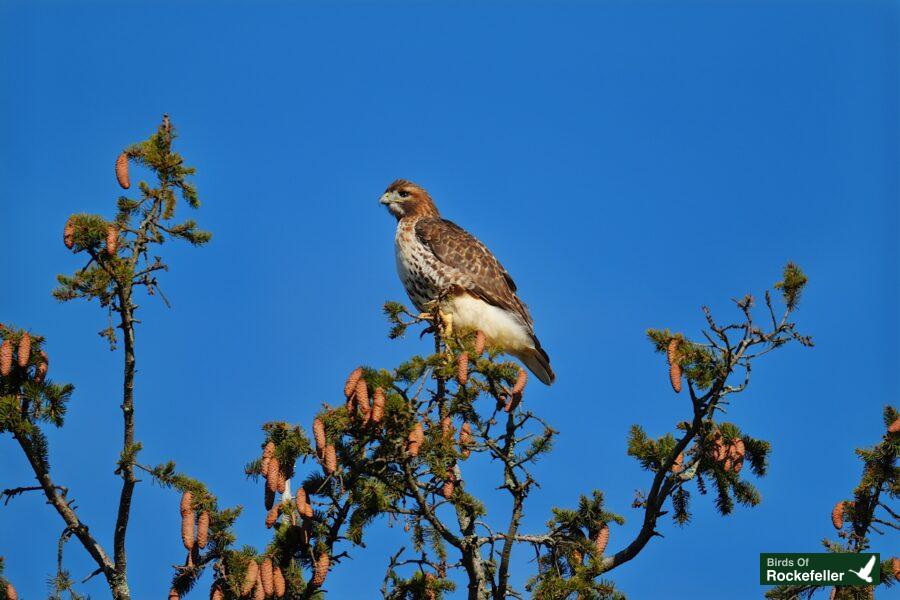 A red tailed hawk perched on top of a tree.
