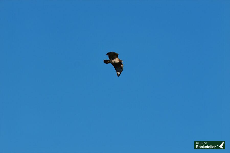 A bird flying in a blue sky.
