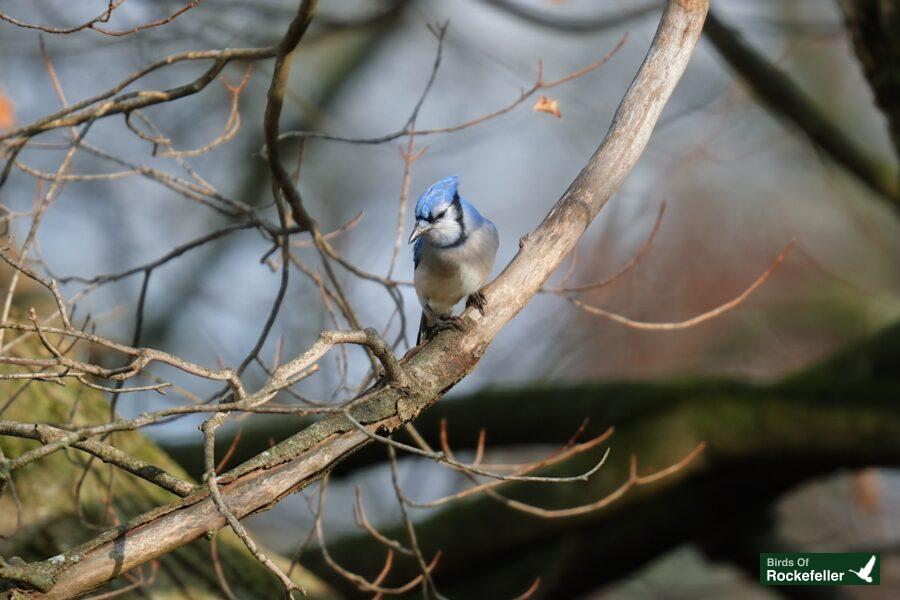 A blue bird perched on a tree branch.