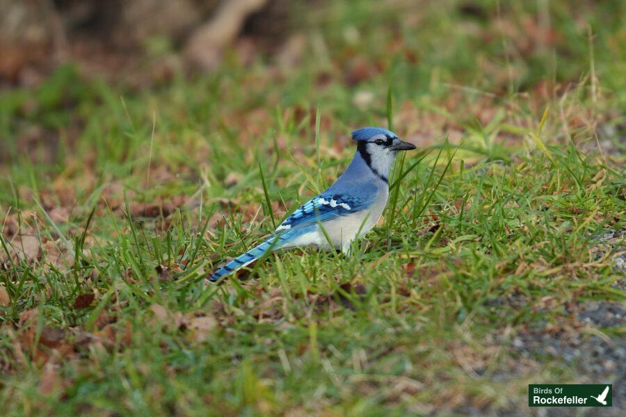 A blue jay is standing in the grass.