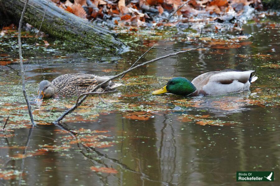 Two mallard ducks swimming in a pond with leaves.