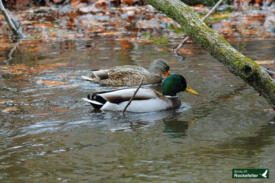 Two ducks swimming in the water.