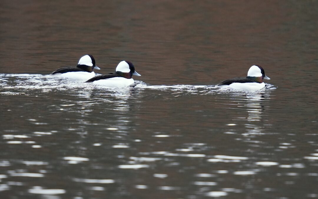 Bufflehead Duck – Rockefeller State Park Preserve