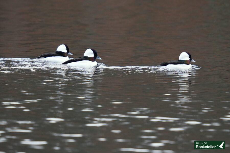 Three ducks swimming in a body of water.