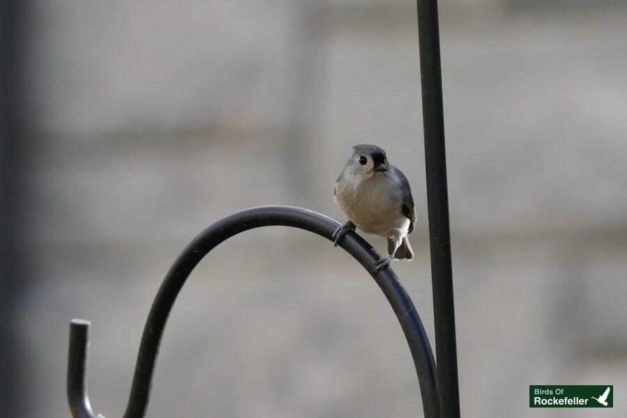 A small bird perched on a metal pole.