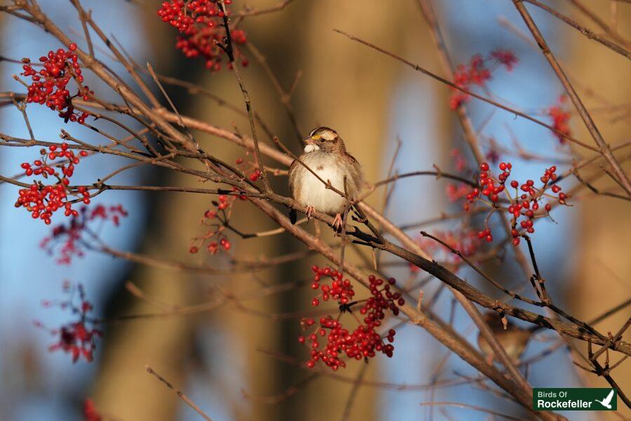 A bird perched on a branch with red berries.